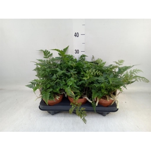 Humata griffithiana var. tyermannii