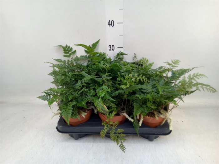 <h4>Humata griffithiana var. tyermannii</h4>