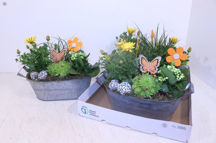 <h4>ARR TUINPLANTEN</h4>