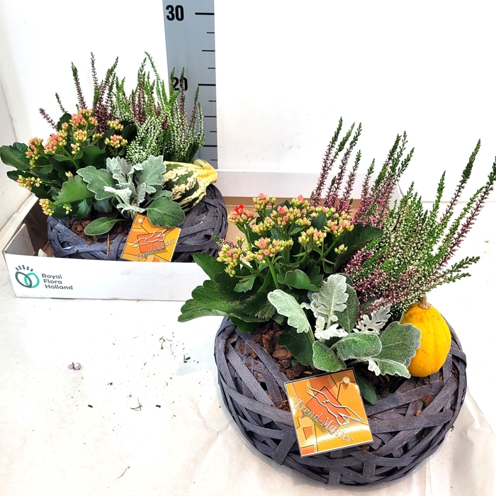<h4>ARR TUINPLANTEN</h4>