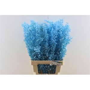 Pres Ruscus Lightblue P Stem