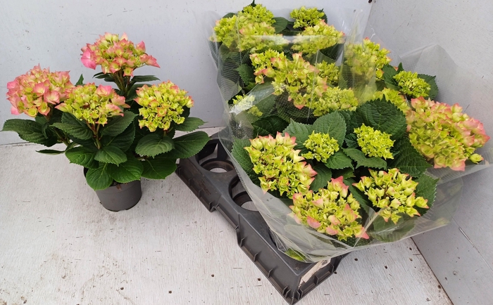 <h4>HYDR M ROSITA</h4>