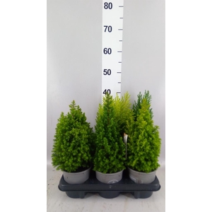 Conifers   ...mix