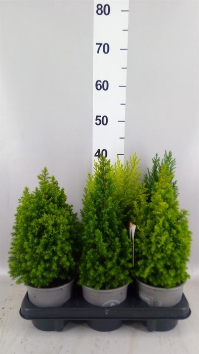 <h4>Conifers   ...mix</h4>