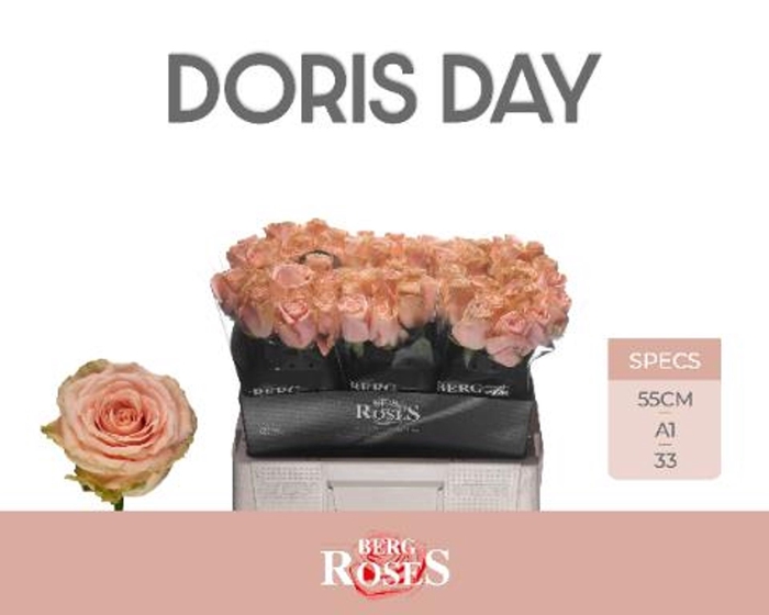<h4>Rs gr Doris day</h4>