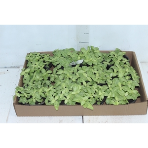 FITONIA FOLHA FINA C13 VERDE