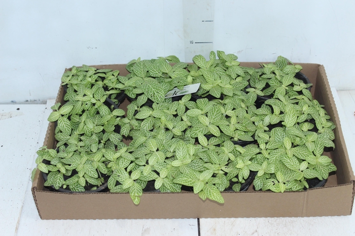 <h4>FITONIA FOLHA FINA C13 VERDE</h4>