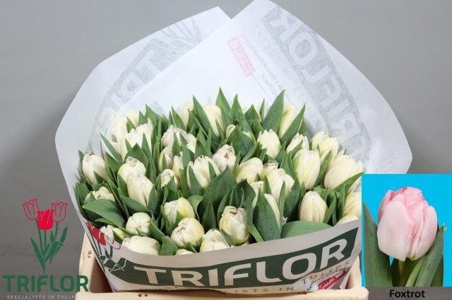 <h4>TU DU FOXTROT</h4>