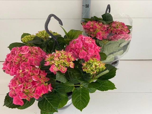 <h4>HYDR M HI CANAL</h4>