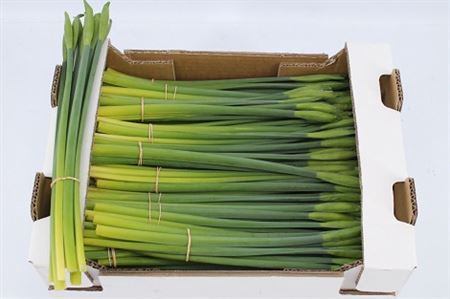 <h4>Narcis Dutch Master/bos</h4>