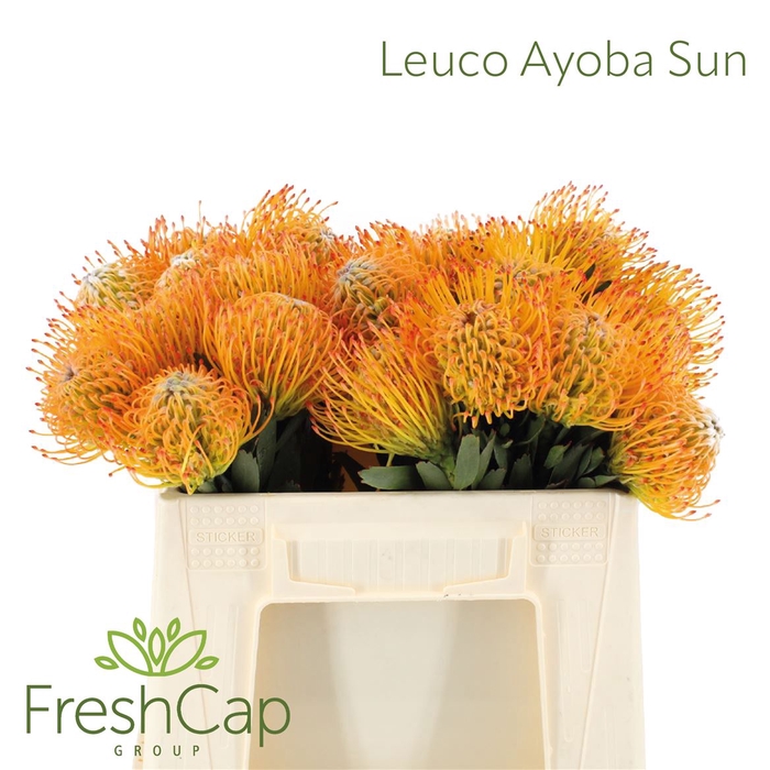 <h4>Leuco Ayoba Sun</h4>