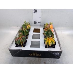 Gymnocalycium mihanov. 'Japan'  mix