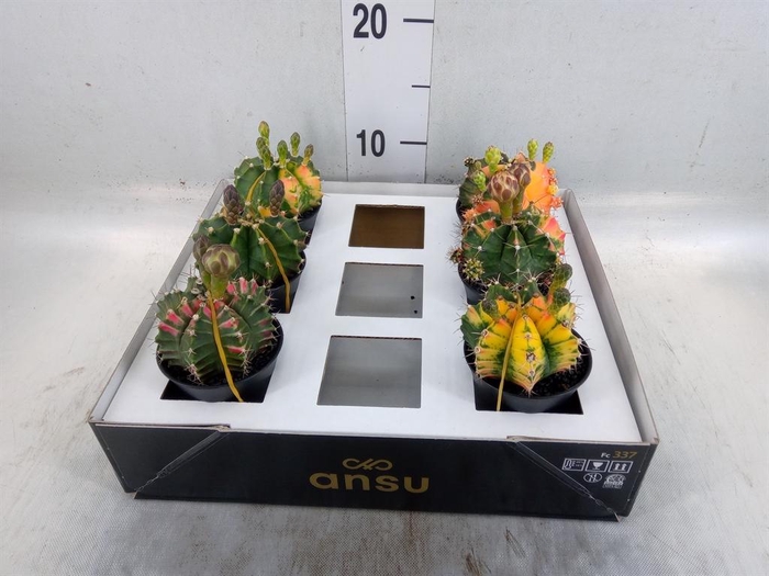 Gymnocalycium mihanov. 'Japan'  mix