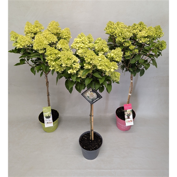 <h4>Hydrangea Paniculata Stam 'IMPORT Mix' 23 cm</h4>