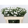 Aster Pretty Wendy