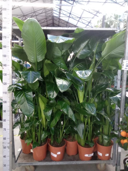 <h4>Strelitzia nicolai</h4>