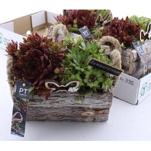 ARR SEMPERVIVUM
