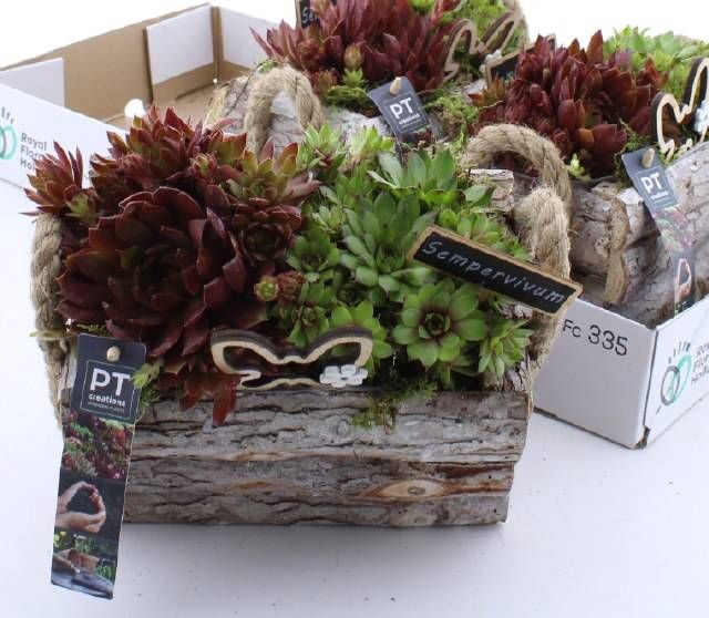 <h4>ARR SEMPERVIVUM</h4>