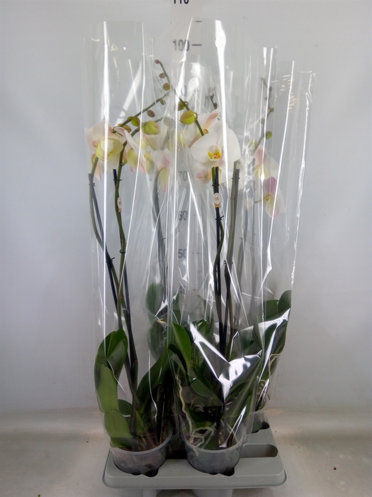<h4>Phalaenopsis   ...white</h4>