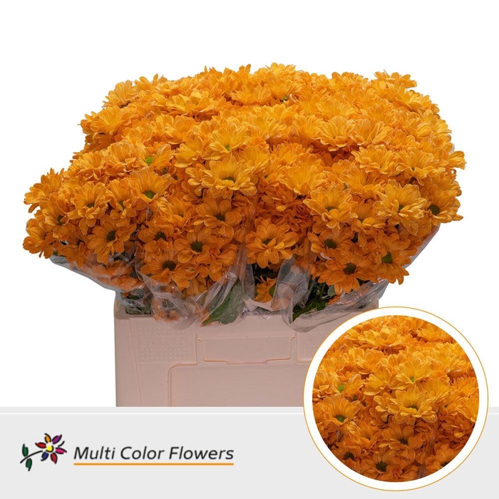 <h4>Chrysanthemum TR   ...colored H%</h4>