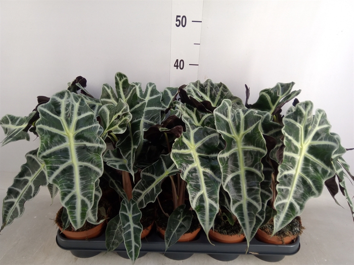 <h4>Alocasia amazonica 'Polly'</h4>