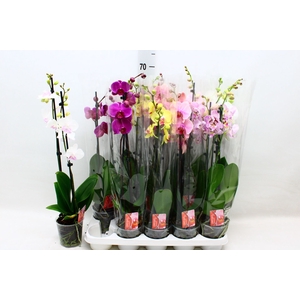 PHAL GEM 7 KL