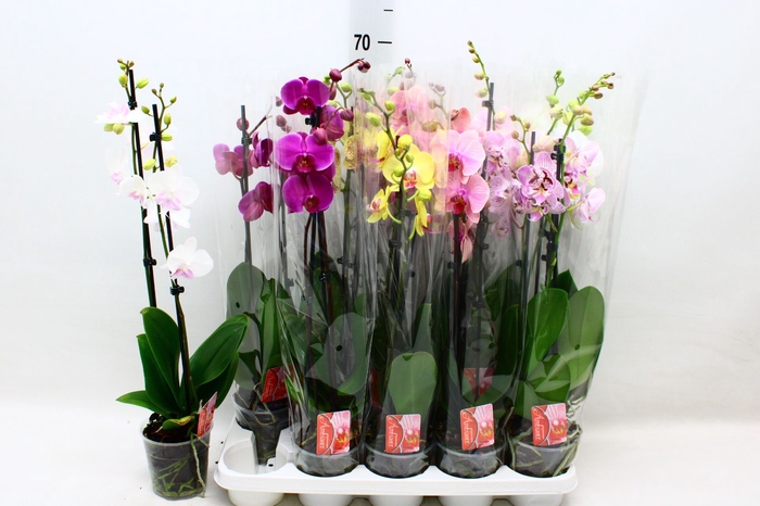 <h4>PHAL GEM 7 KL</h4>