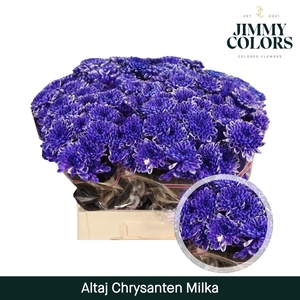 Chr T Altaj Milka