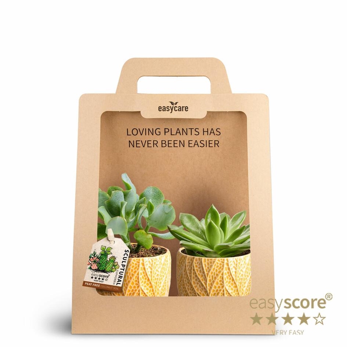 <h4>2-Pack Leaf Tangerin Succulent P7</h4>