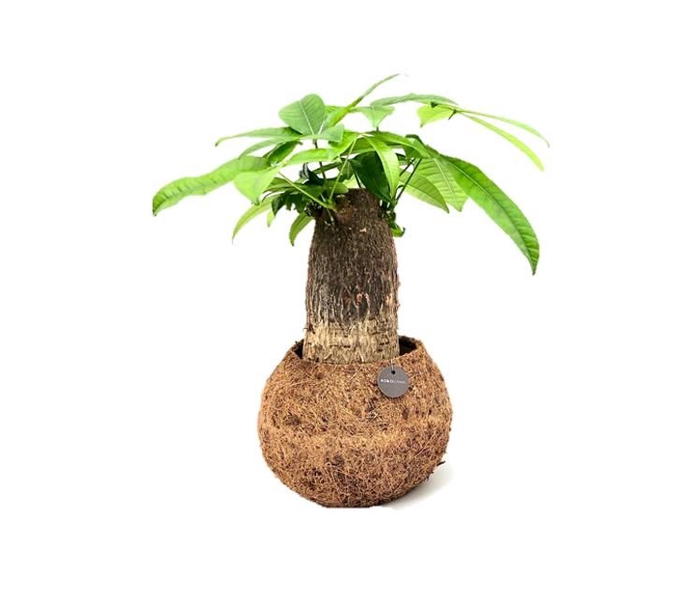 <h4>Opm Kokodama Bonsai Gemengd</h4>