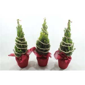 25423 ROOD JUTE PICEA