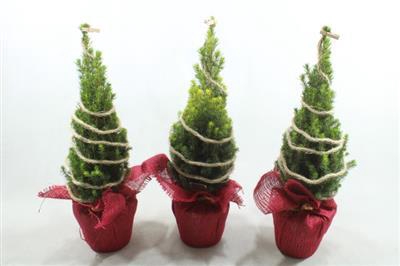 <h4>25423 ROOD JUTE PICEA</h4>