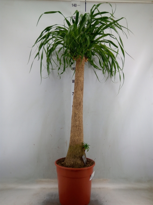 <h4>Beaucarnea recurvata</h4>