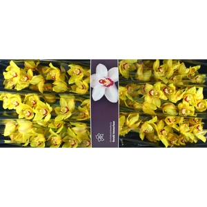 Cymbidium Sunkist