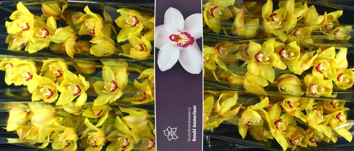 <h4>Cymbidium Sunkist</h4>