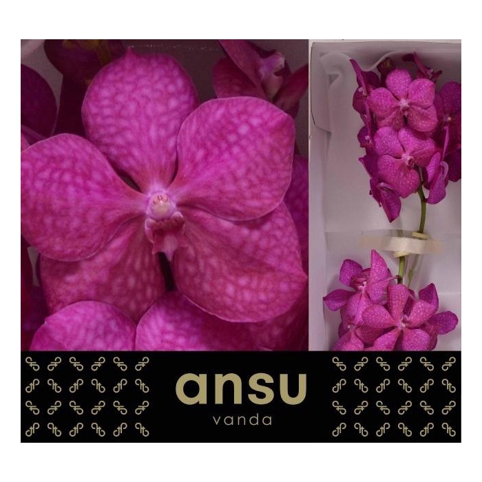 <h4>Vanda Tayanee Cerise</h4>