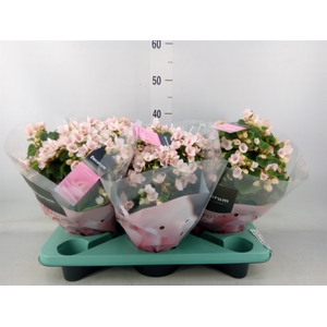 Begonia elat. EN 'Betulia Light'