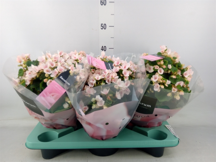 <h4>Begonia elat. EN 'Betulia Light'</h4>
