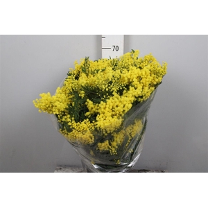 Acacia Mirandol Per Bunch 500 Gram