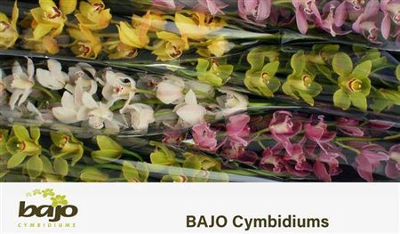 <h4>Cymb T Gem</h4>
