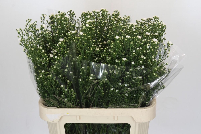 <h4>Aster Paquita</h4>