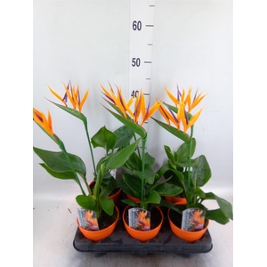 Arr.  Strelitzia L%