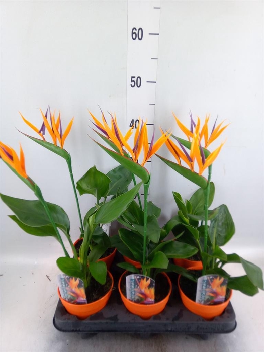 <h4>Arr.  Strelitzia L%</h4>