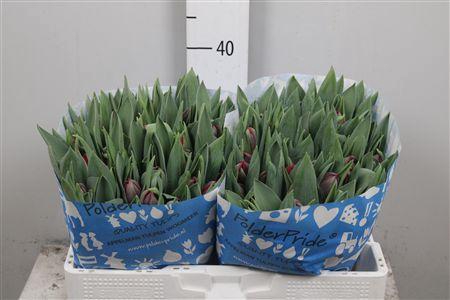 <h4>Tu Du Red Princess</h4>