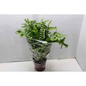 ASPLENIUM CRISSIE P17