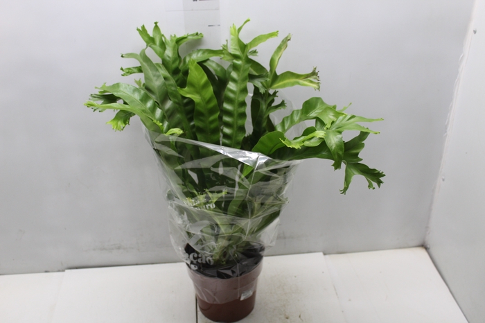<h4>ASPLENIUM CRISSIE P17</h4>