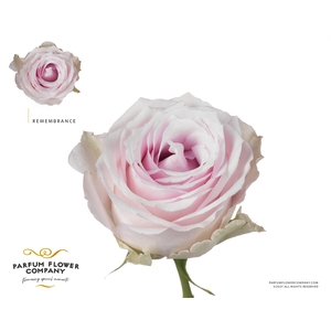 Rosa Premium Remembrance