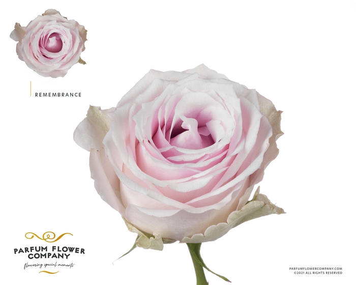 Rosa Premium Remembrance