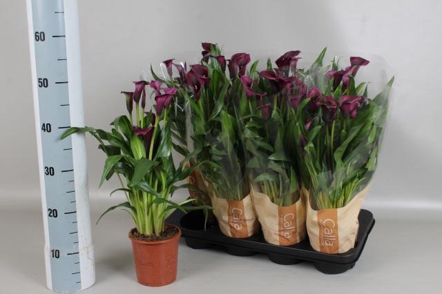 <h4>ZANT ODESSA</h4>