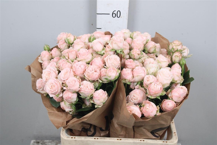 <h4>R Tr Bombastic</h4>